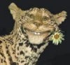 Avatar hráče